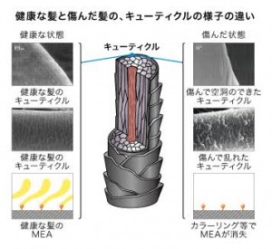 キューティクル